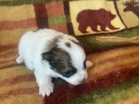 Robin , a female Pomeranian for sale in Deer River, MN – Photo 1 of 3