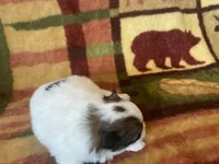 Robin , a female Pomeranian for sale in Deer River, MN – Photo 2 of 3