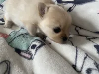 Sandy, a female Pomeranian for sale in Deer River, MN – Photo 2 of 4