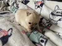 Sandy, a female Pomeranian for sale in Deer River, MN – Photo 3 of 4