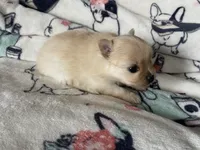 Sandy, a female Pomeranian for sale in Deer River, MN – Photo 1 of 4