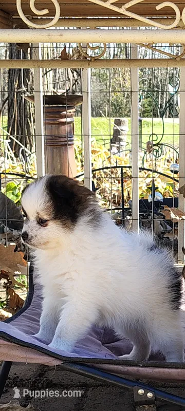 Sam – Pomeranian puppy for sale in Deer River, MN