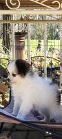 Sam, a male Pomeranian for sale in Deer River, MN – 1 of 1