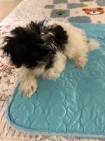 Rin Rin , a female Havanese for sale in Danville, CA – 6 of 6