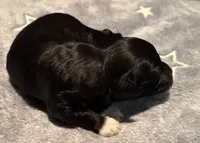 Paul, a male Havanese for sale in Danville, CA – Photo 6 of 7