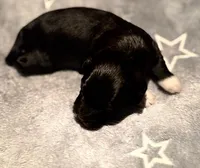 Paul, a male Havanese for sale in Danville, CA – Photo 7 of 7