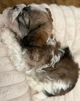 Ling Ling , a female Havanese for sale in Danville, CA – 2 of 3