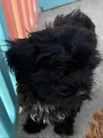 John , a male Havanese for sale in Danville, CA – Photo 2 of 9