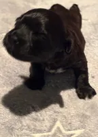 John , a male Havanese for sale in Danville, CA – Photo 8 of 9