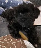 John , a male Havanese for sale in Danville, CA – Photo 6 of 9