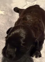 John , a male Havanese for sale in Danville, CA – Photo 7 of 9