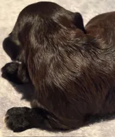 John , a male Havanese for sale in Danville, CA – Photo 9 of 9