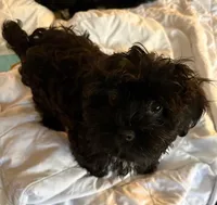 John , a male Havanese for sale in Danville, CA – Photo 5 of 9