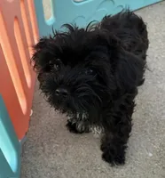 John , a male Havanese for sale in Danville, CA – Photo 1 of 9