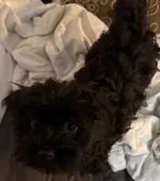 John , a male Havanese for sale in Danville, CA – Photo 4 of 9