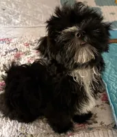 Bee Bee , a female Havanese for sale in Danville, CA – 4 of 9
