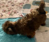 Tan Tan, a male Havanese for sale in Danville, CA – 3 of 9
