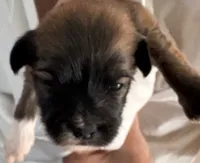 Pharaoh, a male Havanese for sale in Danville, CA – 8 of 8