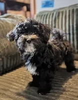 Hoolijin, a male Havanese for sale in Danville, CA – 1 of 3