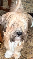 Pharaoh, a male Havanese for sale in Danville, CA – 4 of 8