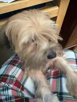 Pharaoh, a male Havanese for sale in Danville, CA – 6 of 9