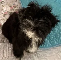 Bee Bee , a female Havanese for sale in Danville, CA – 5 of 9