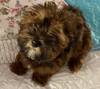 Tan Tan, a male Havanese for sale in Danville, CA – 5 of 9