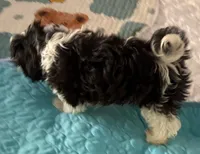 Ten Ten , a female Havanese for sale in Danville, CA – 5 of 5