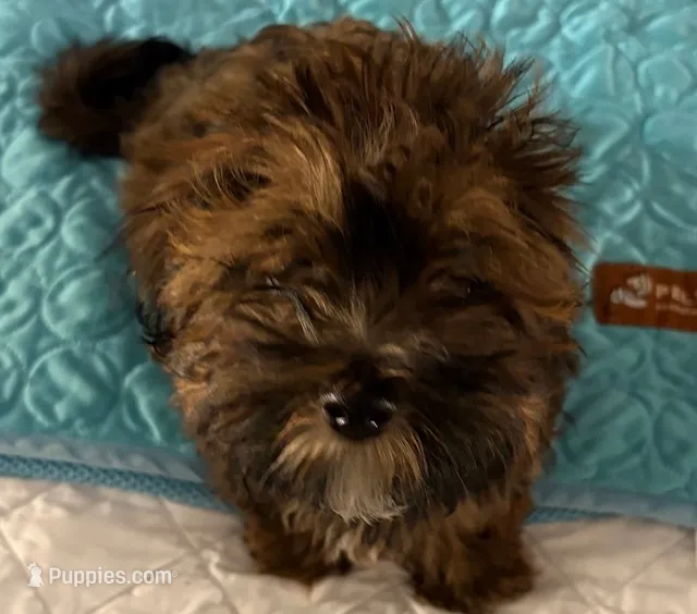 Tan Tan – Havanese puppy for sale in Danville, CA