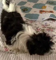 Deuce , a male Havanese for sale in Danville, CA – 3 of 8