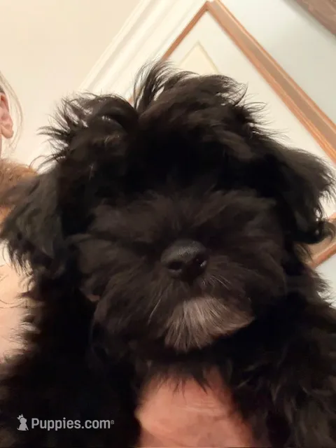 Loki – Havanese puppy for sale in Danville, CA