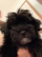 Loki, a male Havanese for sale in Danville, CA – 1 of 6