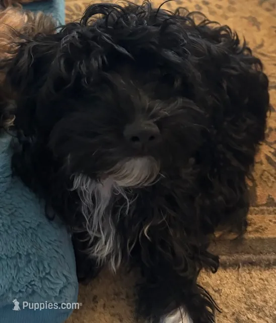 Pauley – Havanese puppy for sale in Danville, CA