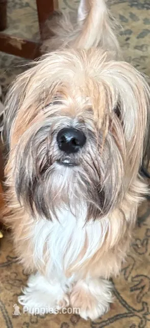 Pharaoh – Havanese puppy for sale in Danville, CA