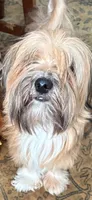 Pharaoh, a male Havanese for sale in Danville, CA – 1 of 8