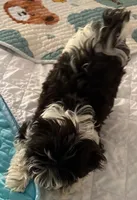 Ten Ten , a female Havanese for sale in Danville, CA – 2 of 5