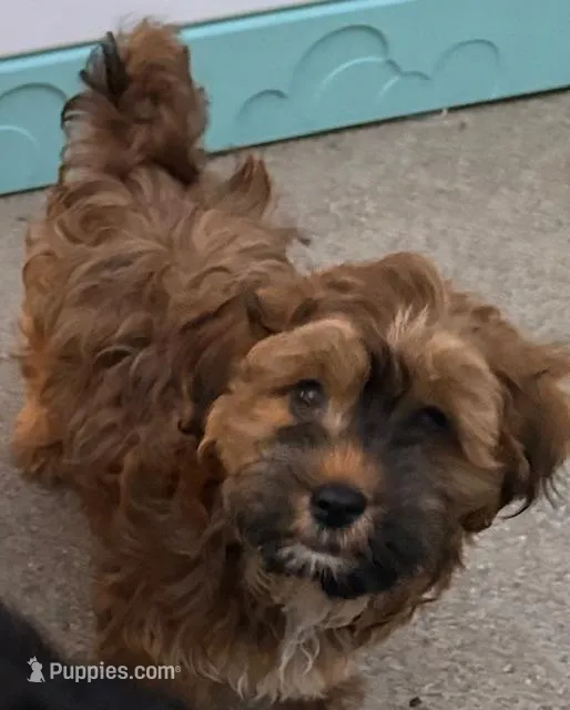 Ringo – Havanese puppy for sale in Danville, CA