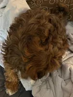 Ringo, a male Havanese for sale in Danville, CA – Photo 3 of 3