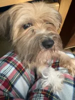 Pharaoh, a male Havanese for sale in Danville, CA – 5 of 9