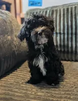 Hoolijin, a male Havanese for sale in Danville, CA – 2 of 3