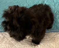 Bee Bee , a female Havanese for sale in Danville, CA – 6 of 9