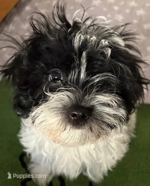 Ten Ten  – Havanese puppy for sale in Danville, CA