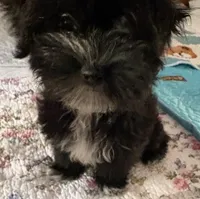 Bee Bee , a female Havanese for sale in Danville, CA – 3 of 9