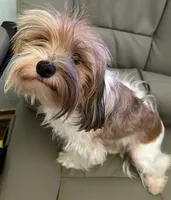 Deuce , a male Havanese for sale in Danville, CA – 7 of 8