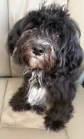 Hoolijin aka Bear , a male Havanese for sale in Danville, CA – 3 of 4