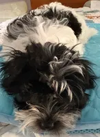 Rin Rin , a female Havanese for sale in Danville, CA – 2 of 6
