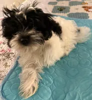 Rin Rin , a female Havanese for sale in Danville, CA – 4 of 6