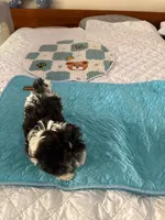 Ten Ten , a female Havanese for sale in Danville, CA – 4 of 5