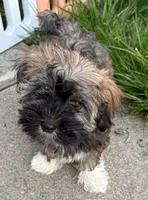 George, a male Havanese for sale in Danville, CA – Photo 3 of 8