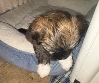 George, a male Havanese for sale in Danville, CA – Photo 6 of 8